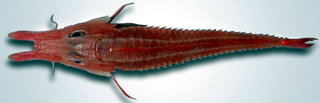 Peristedion cataphractum_02.jpg